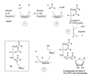 CH₂OH
CH₂OPO32-
a
+ H+
b
2
2 H-X
CH2
R
CH₂OH
HOH
-OH
CH₂OPO3²-
H
enzyme
enzyme
DHAP
1
CH₂O
H₂C
R
2
CH₂OPO3²-
R = (CH2) 16 CH3
nTP
3
enzyme
C
CH₂O
R
OH
enzyme
12
NMe3*
4
R
NMe3
H₂C
P.
B.
B
OH OH
B designates the base of
the nTP in this intermediate