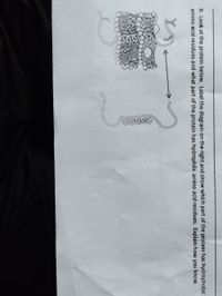 **Transcription and Explanation for Educational Website**

**Text:**

9. Look at the protein below. Label the diagram on the right and show which part of the protein has hydrophobic amino acid residues and what part of the protein has hydrophilic amino acid residues. Explain how you know.

**Diagram Explanation:**

The image shows a diagram of a protein interacting with a cell membrane. The diagram illustrates the following components:

- **Cell Membrane:**
  - The membrane is depicted as a double layer of circles with tails, representing the phospholipid bilayer. The circles (heads) are polar (hydrophilic), and the tails are nonpolar (hydrophobic).

- **Protein:**
  - A protein is shown weaving through the membrane, with segments inside and outside the bilayer.
  - The part of the protein embedded within the membrane (across the hydrophobic tails) is typically composed of hydrophobic amino acid residues. This is because the interior of the cell membrane is hydrophobic, favoring the presence of nonpolar residues.
  - The segments of the protein protruding outside the cell membrane are likely to have hydrophilic amino acid residues. These regions interact with the aqueous environment inside and outside the cell.

**Labeling and Explanation:**

- **Hydrophobic Regions:**
  - These are located where the protein segments embed within the membrane, aligning with the tails of the phospholipids. This indicates nonpolar, hydrophobic residues that avoid water.

- **Hydrophilic Regions:**
  - These are the portions of the protein that extend outside the membrane, interacting with the watery environment. These protein parts contain polar, hydrophilic residues that attract water.

The arrow in the diagram indicates the direction or span of the protein across the membrane, emphasizing the distinct regions based on residue interaction characteristics.