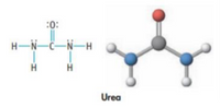 :0:
H-N-C-N-H
H.
Urea
