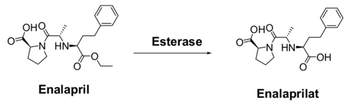 ОНО
-N HN-
Enalapril
Esterase
ОНО
CON
-N HN-
Enalaprilat