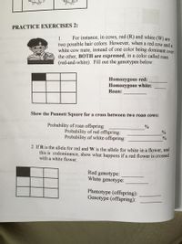 PRACTICE EXERCISES 2:
1.
For instance, in cows, red (R) and white (W) are
two possible hair colors. However, when a red cow and a
white cow mate, instead of one color being dominant over
the other, BOTH are expressed, in a color called roan
(red-and-white). Fill out the genotypes below:
Homozygous red:
Homozygous white:
Roan:
Show the Punnett Square for a cross between two roan cows:
Probability of roan offspring:
Probability of red offspring:
Probability of white offspring:
%
2 If R is the allele for red and W is the allele for white in a flower, and
this is codominance, show what happens if a red flower is crossed
with a white flower.
Red genotype:
White genotype:
Phenotype (offspring):
Genotype (offspring):
