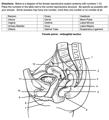 Directions: Below is a diagram of the female reproductive system anatomy with numbers 1-12.
Place the numbers in the table next to the correct reproductive structure. Be specific as possible with
your answer. Some answers may have one number, more than one number or no number at all.
Rectum
Uterus
Vagina
Urinary Bladder
Clitoris
11
10
9
8
7
12
Ovary
Cervix
Urethra
Anus
Uterine Tube
Female pelvis: midsagittal section
Vestibule
Mons Pubis
Labia Minora
Labia Majora
Suspensory Ligament
2016-
6
1
2
3
4
5