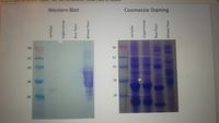 Western Blot
Coomassie Staining
98
98
62
62
49
49
38
28
HelfyBar
OrganixSnax
Rice Flour
Wheat Flour
HelfyBar
OrganixSnax
Rice Flour
Wheat Flour
