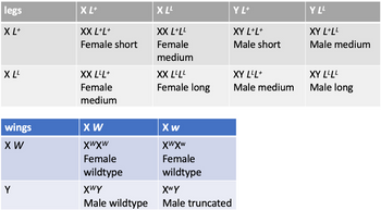 legs
XL+
XLL
wings
X W
Y
X L+
XX L+L+
Female short
XX LLL+
Female
medium
X W
хихи
Female
wildtype
XwY
Male wildtype
X LL
XX L+LL
Female
medium
XX LLLL
Female long
Xw
хихи
Female
wildtype
XwY
Male truncated
Y L+
XY L+L+
Male short
XY LLL+
Male medium
Y LL
XY L+LL
Male medium
XY LLLL
Male long