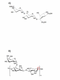 ### Carbohydrate Structures

The image presents two chemical structures of carbohydrates, labeled as A and B.

#### A) Structure
This structure represents a disaccharide known as sucrose, which is composed of two monosaccharides: glucose and fructose. The structure is characterized by:

- The glucose unit (left) is linked to the fructose unit (right) via a glycosidic bond.
- Hydroxyl (OH) groups are attached to several carbon atoms in both monosaccharides.
- The glycosidic bond involves the 1-carbon of glucose and the 2-carbon of fructose.

#### B) Structure
This structure illustrates a polysaccharide, specifically cellulose, with multiple glucose units. Key features include:

- The linear arrangement of β-D-glucose units indicates a long chain.
- The glycosidic linkages are β(1→4), which connect the glucose molecules, highlighted by the circled area.
- Hydroxyl (OH) groups are present on each glucose unit, contributing to hydrogen bonding.
- The repeating unit is denoted by the bracket with the variable "n" indicating the polymer chain can have multiple repeating glucose units.

These structures highlight the diversity and complexity of carbohydrate molecules, ranging from simple to complex polysaccharides, playing essential roles in energy storage and structural integrity in living organisms.