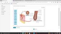 Course Home
b Answered: Thick skin stratum ba: x
G The reticular layer of the dermis i x+
8 https://openvellum.ecollege.com/course.html?courseld=17160987&OpenVellumHMAC=9cbb2383210660374b3d17cd9b2e36c0#10001
+1
G Google e They Say I Say ENG. P MyLab & Mastering.
Scores
Drag the appropriate labels to their respective targets.
Purchase Options
Reset
Help
Pearson eText
Study Area
Cuticle
Document Sharing
Dermal root
sheath
User Settings
Hair follicle
Course Tools
>
Medulla
(a) Transversesection
of a hair shaft
Cortex
Hair papilla
Melanocyte
(b) Frontal section ola hair root and hairfollide
Matrix
Epithelial
root sheath
Hair bulb
Submit
Request Answer
P Pearson
Copyright © 2022 Pearson Education Inc. All rights reserved. Terms of Use | Privacy Policy | Permissions | Contact Us |
2:10 PM
O Type here to search
41°F Sunny
2/6/2022
