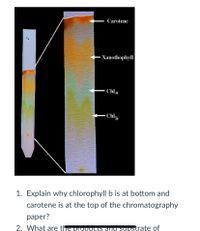 Answered: Chla - Chlp lorophyll b is at bottom | bartleby