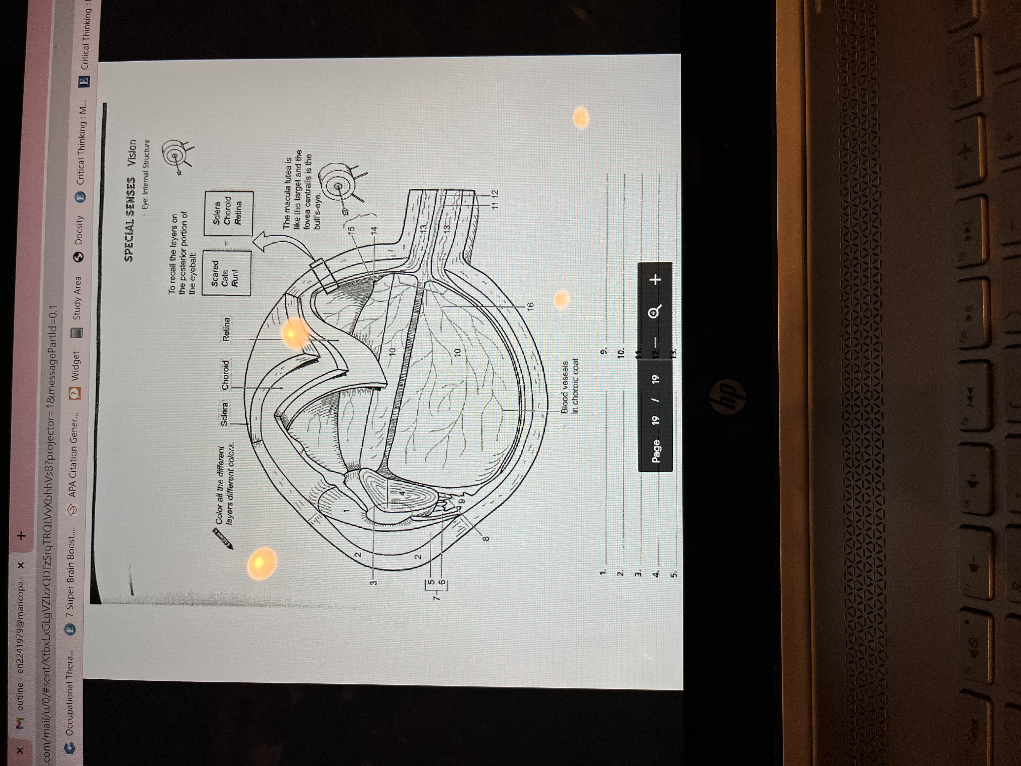 **Special Senses: Vision**

**Eye: Internal Structure**

This educational diagram provides a detailed view of the internal structure of the eye, highlighting the different layers and components. Each part is numbered for reference.

### Diagram Description

1. **Sclera**: The outer layer, forming the white of the eye.
2. **Choroid**: The middle layer, rich in blood vessels.
3. **Retina**: The innermost layer containing light-sensitive cells.

### Key Features:

- **Color Coding Task**: It suggests coloring each layer (sclera, choroid, retina) a different color for better understanding.
  
- **Mnemonic Device**: "Scared Cats Run" helps remember the order of the layers: Sclera, Choroid, Retina.

### Additional Annotations:

- **Macula Lutea**: Highlighted as the target, with the fovea centralis as the bull's-eye.
- **Blood Vessels**: Shown in the choroid coat, essential for supplying nutrients to the eye.
  
#### Notations on Diagram:

1. (empty)
2. (empty)
3. (empty)
4. (empty)
5. (empty)
6. (empty)
7. (empty)
8. (empty)
9. (empty)
10. (empty)
11. (empty)
12. (empty)
13. (empty)
14. (empty)
15. (empty)
16. (with note: blood vessels in choroid coat)

This diagram serves as a study aid for understanding the complex anatomy of the eye and the function of its different layers.