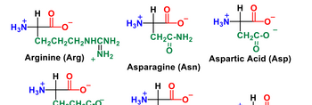 HO
HO
+
+
H3N-
CH2CH2CH2NHCNH2
CH2C-NH2
+
HO
найшо
CH2C-O
Arginine (Arg) +
NH2
Aspartic Acid (Asp)
Asparagine (Asn)
HO
+
HO
H3N-
+
CH. CH C o
H3N-