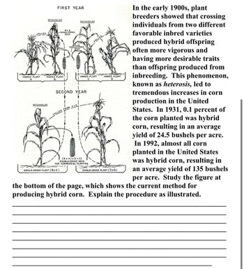 POLLEN
ud
INBRED PLANT
FIRST YEAR
DETASSELED
DETASSELED
BXA
-SINGLE-CROSS
SEED
INBRED PLANT
POLLEN FROM CXD
DETASSELED
ACXO
SINGLE-CROSS
SEED
SECOND YEAR
Fucke
SINGLE-CROSS PLANT (BXA)
INBRED PLANT
C
(B x A)x(CxD)
DOUBLE-CROSS SEED
FOR COMMERCIAL PLANTING
a
INBRED PLANT
D
SINGLE-CROSS PLANT (CXD)
In the early 1900s, plant
breeders showed that crossing
individuals from two different
favorable inbred varieties
produced hybrid offspring
often more vigorous and
having more desirable traits
than offspring produced from
inbreeding. This phenomenon,
known as heterosis, led to
tremendous increases in corn
production in the United
States. In 1931, 0.1 percent of
the corn planted was hybrid
corn, resulting in an average
yield of 24.5 bushels per acre.
In 1992, almost all corn
planted in the United States
was hybrid corn, resulting in
an average yield of 135 bushels
per acre. Study the figure at
the bottom of the page, which shows the current method for
producing hybrid corn. Explain the procedure as illustrated.
