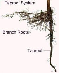 Taproot System
Branch Roots
Taproot
