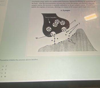 Neuroactive drugs, such as the antidepressant fluoxetine, function by affecting the metabolism of
the brain. After the neurotransmitter serotonin has crossed the syrupse and attached to the post-
synaptic neuron, the serotonin is normally reabsorbed by the pre-synaptic neuron. Fluoxetine
inhibits the reuptake of serotonin. allowing it to remain in the synapse much longer than normal
A Synapse
O a. Z
O b. Y
с. Х
d. W
W-
Fluoxetine inhibits the process above labelled...
Nerve impulse