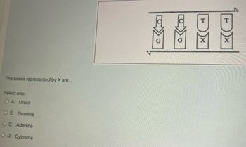 The bases represented by X are...
Select one:
OA. Uracil
O B. Guanine
OC. Adenine
OD. Cytosine
X
X