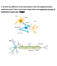 3- Is there any difference in the way Schwann cells and oligodendrocytes
myelinate axons? Take a look at the images below and explain the process of
myelination in each case.
Dendrite
Neuron
Synapse
Myelin sheath
Axon
Oligodendrocytes
Nucleus
Node of Ranvier
PNS
Nodes
Schwann cell
Basal lamina
Internode
