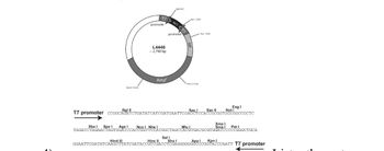 Spel
Age
8pm101692)
T7
Hind III
promoter
L4440
- 2,790 bp
Amp
Bgl 1 (47)
MCS7
1
promoter
pn1200)
Xm(1178)
Sac
(200)
Sac
T7 promoter ccGGCACATCTGATATCATCGATGAATTCGAGCTCCACCGCGGTGGCGGCCGCTC
Xmal
Smal
Eag I
Not
TAGATCTAGAACTAGTGGATCCACCGGTTCCATGGCTAGCCACGTGACGCGTGGATCCCCCGGGCTGCA
Sall
Hinc II Xho I
GGAATTCGATATCAAGCTTATCGATACCGTCGACCTCGAGGGGGGGCCCGGTACCCAATT T7 promoter
Apal Kpn I