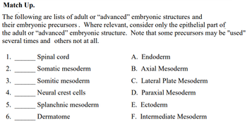 **Match Up**

The following are lists of adult or “advanced” embryonic structures and their embryonic precursors. Where relevant, consider only the epithelial part of the adult or “advanced” embryonic structure. Note that some precursors may be "used" several times and others not at all.

1. ______ Spinal cord

2. ______ Somatic mesoderm

3. ______ Somitc mesoderm

4. ______ Neural crest cells

5. ______ Splanchnic mesoderm

6. ______ Dermatome

A. Endoderm

B. Axial Mesoderm

C. Lateral Plate Mesoderm

D. Paraxial Mesoderm

E. Ectoderm

F. Intermediate Mesoderm