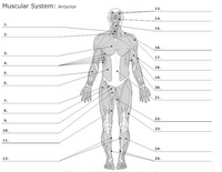 Muscular System: Anterior
13.
14.
15.
2.
16.
3.
17.
4.
18.
5.
19.
20.
21.
7.
8.
22.
9.
23.
10.
11.
24.
12.
25.
