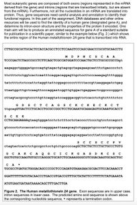 Most eukaryotic genes are composed of both exons (regions represented in the MRNA
derived from the gene) and introns (regions that are transcribed initially, but are absent
from the MRNA). Furthermore, not all the nucleotides in an MRNA are translated into
protein. Thus, gene sequences need careful analysis and annotation to identify their
functional regions. In this part of the assignment, DNA databases and other online
resources will be used to find the identity of a human gene (designated gene A), and
determine its intron-exon structure and the properties of the protein it encoded. One
main aim will be to produce an annotated sequence for gene A of a standard suitable
for publication in a scientific paper, similar to the example below (Fig. 2.) which shows
the entire region of the Human metallothionein 2A gene that is transcribed into RNA.
CTTGCCGCGCTGCACTCCACCACGCCTCCTCCAAGTCCCAGCGAACCCGCGTGCAACCTG
MD PN C sCA A
TCCCGACTCTAGCCGCCTCTTCAGCTCGCCATGGATCCCAACTGCTCCTGCGCCGCCGgt
aagaggetggggatgcccagtgtagactgtagcgctagagaagcaatttctgacccctct
ttctttctctggtcactcaatttcaggacaggagttgctcctteccaaagagttttgggg
tatctttctctccattctaggttattcggagccccctttttaccgttaaggagatctgag
ttaatggcttgctcaagttcccaggaatcggttgtggactgaggaactcggccccgggct
cttagtacgccgtcccttgttcaggtatccagggacggttctcacctctgtettttctcc
GD S Cт сAG S скск вскс т
ttgcagGTGACTCCTGCACCTGCGCCGGCTCCTGCAAATGCAAAGAGTGCAAATGCACCT
s CK K
CCTGCAAGAAAAgtaagtgggatcctetctttectctaccccttccctgtcctccagcct
gtcccctctccaccatcctcaggggaattaaagcagtctggggatgccccattgcgcgga
aattgttgcctcctcagtgatccttatcagggagagcaggaatccttattcccggtgtcg
sc c s c C P v
ctagtactcatctctgccgcctcctgtctgcccccagGCTGCTGCTCcCTGCTGCCCTGTG
G C AK C A Q G C I C K G AS D Kc s c
GGCTGTGCCAAGTGTGCCCAGGGCTGCATCTGCAAAGGGGCGTCGGACAAGTGCAGCTGC
CA
TGCGCCTGATGCTGGGACAGCCCCGCTCCCAGATGTAAAGAACGCGACTTCCACAAACCT
GGATTTTTTATGTACAACCCTGACCGTGACCGTTTGCTATATTCCTTTTTCTATGAAATA
ATGTGAATGATAATAAAACAGCTTTGACTTGA
Figure 2. The Human metallothionein 2A gene. Exon sequences are in upper case,
intron sequences in lower case. The predicted amino acid sequence is shown above
the corresponding nucleotide sequence, * represents a termination codon.
