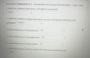 You transform Plasmid B into E. coli and plate onto Glucose Minimal Media + X-gal + Amp.
1. Under the conditions listed above, will rrgBA be expressed?
[Select]
2. Under the conditions (media) listed above, are your recombinant cells likely to be
pathogenic? [Select]
3. Is the media you are using selective? Yes
4. Is the media you are using differential? Yes
5. Is the media you are using complex? No
6. What color colonies would you expect with cells expressing this plasmid?
[Select]