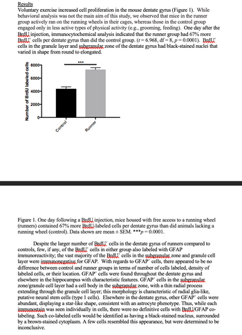 Results
Voluntary exercise increased cell proliferation in the mouse dentate gyrus (Figure 1). While
behavioral analysis was not the main aim of this study, we observed that mice in the runner
group actively ran on the running wheels in their cages, whereas those in the control group
engaged only in less active types of physical activity (e.g., grooming, feeding). One day after the
Brinjection, immunocytochemical analysis indicated that the runner group had 67% more
BrdU cells per dentate gyrus than did the control group. (t = 6.968, df = 8, p = 0.0001). BrdU
cells in the granule layer and subgranular zone of the dentate gyrus had black-stained nuclei that
varied in shape from round to elongated.
8000-
6000-
4000-
Number of BrdU labeled cells
2000-
Control
Runner
***
Figure 1. One day following a Brd injection, mice housed with free access to a running wheel
(runners) contained 67% more BrdU-labeled cells per dentate gyrus than did animals lacking a
running wheel (control). Data shown are mean ± SEM. ***p = 0.0001.
Despite the larger number of BrdU cells in the dentate gyrus of runners compared to
controls, few, if any, of the BrdU cells in either group also labeled with GFAP
immunoreactivity; the vast majority of the Brd cells in the subgranular zone and granule cell
layer were immunonegative for GFAP. With regards to GFAP cells, there appeared to be no
difference between control and runner groups in terms of number of cells labeled, density of
labeled cells, or their location. GFAP+ cells were found throughout the dentate gyrus and
elsewhere in the hippocampus with characteristic features. GFAP cells in the subgranular
zone/granule cell layer had a cell body in the subgranular, zone, with a thin radial process
extending through the granule cell layer; this morphology is characteristic of radial glia-like,
putative neural stem cells (type 1 cells). Elsewhere in the dentate gyrus, other GFAP+ cells were
abundant, displaying a star-like shape, consistent with an astrocyte phenotype. Thus, while each
immunostain was seen individually in cells, there were no definitive cells with BrdU/GFAP co-
labeling. Such co-labeled cells would be identified as having a black-stained nucleus, surrounded
by a brown-stained cytoplasm. A few cells resembled this appearance, but were determined to be
inconclusive.