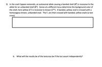 3) In the snail Capaea nemoralis, an autosomal allele causing a banded shell (B®) is recessive to the
allele for an unbanded shell (B°). Genes at a different locus determine the background color of
the shell; here yellow (C") is recessive to brown (CBw). A banded, yellow snail is crossed with a
homozygous brown, unbanded snail. The F1 are then crossed with banded, yellow snails (a test
cross).
b. What will the results be of the testcross be if the loci assort independently?

