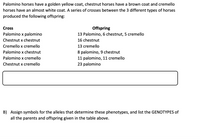 Palomino horses have a golden yellow coat, chestnut horses have a brown coat and cremello
horses have an almost white coat. A series of crosses between the 3 different types of horses
produced the following offspring:
Offspring
13 Palomino, 6 chestnut, 5 cremello
Cross
Palomino x palomino
Chestnut x chestnut
16 chestnut
Cremello x cremello
13 cremello
Palomino x chestnut
8 palomino, 9 chestnut
11 palomino, 11 cremello
23 palomino
Palomino x cremello
Chestnut x cremello
B)
Assign symbols for the alleles that determine these phenotypes, and list the GENOTYPES of
all the parents and offspring given in the table above.
