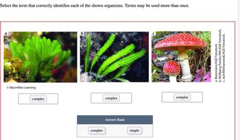 Select the term that correctly identifies each of the shown organisms. Terms may be used more than once.
a
Macmillan Learning
complex
b
complex
complex
Answer Bank
simple
с
complex
a. Marevision/AGE Fotostock;
b. Wolfgang Poelzer/WA/AGE Fotostock;
c. Jack Milchanowski/AGE Fotostock.