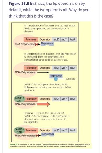 Figure 16.5 In E. coli, the tip operon is on by
default, while the lac operon is off. Why do you
think that this is the case?
In the absence of lactose, the lac repressor
binds the operator, and transcriptor is
blocked.
Promoter Operator lacz lacY lacA
Repressor
RNA Polymerase
In the presence of lactose, the lac repressor
is released from the operator, and
transcription proceeds at a slow rate.
Promoter Operator lacz lacY lacA
RNA Polymerase
Repressor
Lactose
CAMP-CAP complex stimulates PNA
Polymerase activity and increases PA
CAMP + Promoter Operator lacz lacy lacA
CAP
RNA Polymerase
CAMP
CAP
RNA Polymerase
However, even in the present of
CAMP-CAP complex, PNA symhesis is
blacked when reprehared to
the operator
Promoter Operator lacz lacy lacA
Repressor
Figure 16.5 Regulation of the lac operon. Transcription of the lac operon is carefully regulated so that its
expression only occurs when glucose is limited and lactose is present to serve as an alternative fuel source.