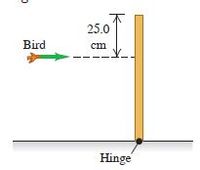 25.0
Bird
cm
Hinge
