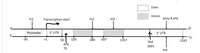 Exon
Intron
m1
Transcription start
m2
m3
poly-A site
54
3'
Promoter
5' UTR
3' UTR
3'.
5'
2241
-30
+1
50
150
280
507
1357
ТАА
ATG
1691
75
m4
