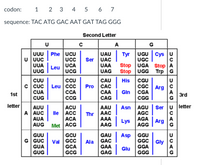 Answered: What Is The Sequence Of The Peptide… 