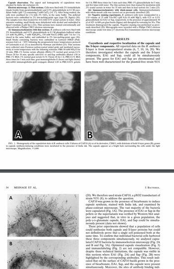 Capsule observation. The aspect and homogeneity of capsulation were
checked by India ink exclusion (4).
Electron microscopy. (i) Thin sections. Cells were fixed with 2% formaldehyde
(made freshly from paraformaldehyde) and 2.5% glutaraldehyde in 0.1 M caco-
dylate buffer (pH 7.2) containing 5 mM CaCl₂ (14, 17). After being washed, the
cells were postfixed for 2 h with 2% OsO4 in the same buffer. The pelleted.
bacteria were embedded in 2% low-melting-point agar (type IX; Sigma) (36).
The samples were then treated for 16 h with 0.5% uranyl acetate in water. After
extensive washing, small blocks were dehydrated with alcohol and embedded in
Spurr's medium (Ladd Inc.) (32). Thin sections were stained conventionally and
observed with a Philips CM12 electron microscope.
(ii) Immunocytochemistry with thin sections. B. anthracis cells were fixed with
2% formaldehyde and 0.2% glutaraldehyde in 0.1 M phosphate-buffered saline
(14 mM Na₂HPO4, 7 mM NaH₂PO4, 150 mM NaCl) (PBS) (pH 7.4) for 1 h,
rinsed in the same buffer, and embedded in 2% low-melting-point agar (36).
Small blocks containing bacteria were embedded in Lowicryl HM20 (Poly-
sciences Ltd.) at -50°C following the progressively lower temperatures protocol
of Carlemalm et al. (3) as described by Newman and Hobot (25). Thin sections
were collected onto Formvar-carbon-coated nickel grids and incubated succes-
sively at room temperature with the following solutions: PBS-50 mM NH4Cl for
10 min; PBS-1% bovine serum albumin (BSA) -1% normal goat serum-0.1%
Tween 20 for 10 min; specific anti-EA1 or anti-Sap antibodies diluted 1/50 in
PBS-1% BSA-1% normal goat serum-0.1% Tween 20 for 1 h; PBS-0.1% BSA
three times for 5 min each time; goat immunoglobulin G (heavy and light chains)
anti-rabbit immunoglobulin-gold conjugate diluted 1/20 in PBS-0.01% gelatin
08
54 MESNAGE ET AL.
A
B
for 1 h; PBS three times for 5 min each time; PBS-1% glutaraldehyde for 5 min;
and five times with water. The thin sections were then stained by incubation with
2% uranyl acetate in water for 35 min and then in lead tartrate for 2 min (23).
(iii) Immunocytochemistry with whole-mount cells. Immunocytochemistry
with whole-mount cells was carried out as previously described (20).
(iv) Negative staining experiments. B. anthracis cells were resuspended in a
1/10 volume of 25 mM Tris-HCl (pH 8.0)-10 mM MgCl₂ with 0.25 or 0.5%
glutaraldehyde for EA1 or Sap, respectively, in the presence of approximately 30
μl of 425- to 600-μm glass beads (Sigma) and disrupted by vortexing for 30 s. This
treatment disintegrated the capsule. Negative staining was performed as previ-
ously described (20). Micrographs were recorded with a Philips CM12 electron
microscope under low-dose (17 electrons/Å/s) transmission electron microscopy
conditions.
A
B
FIG. 1. Homogeneity of the capsulation state of B. anthracis cells. Cultures of CAF10 (A) or of its derivative, CSM11, with deletions of both S-layer genes (B), grown
in capsule synthesis-inducing conditions were incubated in the presence of India ink. The capsule appears as a bright halo surrounding the cells under the light
microscope. Magnification, X1,600.
RESULTS
Cosynthesis and respective localization of the capsule and
the S-layer components. All reported data on the B. anthracis
S-layer is from noncapsulated strains (6, 7, 10, 16, 20). We
therefore investigated whether the capsule and the S-layer
components, EA1 and Sap, could all be simultaneously
present. The genes for EA1 and Sap are chromosomal and
have been well characterized for the plasmid-free strain 9131
J. BACTERIOL.
(20). We therefore used strain CAF10, a pXO2 transductant of
strain 9131 (8), to address the question.
CAF10 was grown in the presence of bicarbonate to induce
capsule synthesis, stained with India ink, and examined by
phase-contrast microscopy. The vast majority of the bacteria
were capsulated (Fig. 1A). The presence of EA1 or Sap in the
pellets or the supernatants was verified by Western blot anal-
yses and suggested that, in vitro in a given population, the
poly-y-D-glutamate capsule, EA1, and Sap could be simulta-
neously present (data not shown).
These prior experiments showed that a population of cells
could synthesize both capsule and S-layer proteins but could
not definitively prove that a single cell possessed both at the
same time. To confirm that individual bacterial cells harbored
these three components simultaneously, we analyzed capsu-
lated CAF10 bacteria by immunoelectron microscopy (Fig. 2A
and B and Fig. 3A). Optimized capsule visualization (Fig. 3)
and immunolabeling (Fig. 2) are not compatible. However,
despite these technical limitations, the capsule was visible in
thin sections where EA1 (Fig. 2A) and Sap (Fig. 2B) were
highlighted by the corresponding antibodies. This result indi-
cated that on the surface of CAF10 bacilli grown in the pres-
ence of bicarbonate, EA1, Sap, and the capsule were present
simultaneously. Moreover, the sites of antibody binding indi-