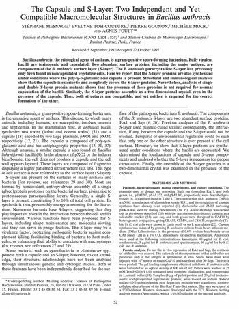 The Capsule and S-Layer: Two Independent and Yet
Compatible Macromolecular Structures in Bacillus anthracis
STÉPHANE MESNAGE,¹ EVELYNE TOSI-COUTURE,² PIERRE GOUNON,² MICHÈLE MOCK,¹
AND AGNÈS FOUET¹*
Toxines et Pathogénie Bactériennes (CNRS URA 1858)¹ and Station Centrale de Microscopie Electronique,2
Institut Pasteur, Paris, France
Received 5 September 1997/Accepted 22 October 1997
Bacillus anthracis, the etiological agent of anthrax, is a gram-positive spore-forming bacterium. Fully virulent
bacilli are toxinogenic and capsulated. Two abundant surface proteins, including the major antigen, are
components of the B. anthracis surface layer (S-layer). The B. anthracis paracrystalline S-layer has previously
only been found in noncapsulated vegetative cells. Here we report that the S-layer proteins are also synthesized
under conditions where the poly-y-D-glutamic acid capsule is present. Structural and immunological analyses
show that the capsule is exterior to and completely covers the S-layer proteins. Nevertheless, analysis of single
and double S-layer protein mutants shows that the presence of these proteins is not required for normal
capsulation of the bacilli. Similarly, the S-layer proteins assemble as a two-dimensional crystal, even in the
presence of the capsule. Thus, both structures are compatible, and yet neither is required for the correct
formation of the other.
Bacillus anthracis, a gram-positive spore-forming bacterium,
is the causative agent of anthrax. This disease, to which many
animals, including humans, are susceptible, involves toxemia
and septicemia. In the mammalian host, B. anthracis bacilli
synthesize two toxins (lethal and edema toxins) (31) and a
capsule (18) encoded by two large plasmids, pX01 and pXO2,
respectively (12, 21). The capsule is composed of poly-y-D-
glutamic acid and has antiphagocytic properties (13, 31, 37).
Although unusual, a similar capsule is also found on Bacillus
licheniformis bacilli (9). In the absence of pXO2 or the inducer
bicarbonate, the cell does not produce a capsule and the cell
wall appears layered. These layers are composed of fragments
displaying a highly patterned ultrastructure (10, 16). This type
of cell surface is now referred to as the surface layer (S-layer).
S-layers are present on the surfaces of many archaea and
bacteria (for reviews, see references 29 and 30). Most are
formed by noncovalent, entropy-driven assembly of a single
(glyco)protein protomer on the bacterial surface, giving rise to
proteinaceous paracrystalline layers. Generally, a single S-
layer is present, constituting 5 to 10% of total cell protein. Its
synthesis is thus presumably energy consuming for the bacte-
rium. Numerous bacteria have S-layers, suggesting that they
play important roles in the interaction between the cell and its
environment. Various functions have been proposed for S-
layers, including shape maintenance and molecular sieving,
and they can serve in phage fixation. The S-layer may be a
virulence factor, protecting pathogenic bacteria against com-
plement killing, facilitating binding of bacteria to host mole-
cules, or enhancing their ability to associate with macrophages
(for reviews, see references 27 and 29).
Some bacteria, such as cyanobacteria or Azotobacter spp.,
possess both a capsule and an S-layer; however, to our knowl-
edge, their structural relationships have not been analyzed
through simultaneous genetic and cytologic studies. Both of
these features have been independently described for the sur-
* Corresponding author. Mailing address: Toxines et Pathogénie
Bactériennes, Institut Pasteur, 28, rue du Dr Roux, 75724 Paris Cedex
15, France. Phone: 33 1 45 68 86 54. Fax: 33 1 45 68 89 54. E-mail:
afouet@pasteur.fr.
52
face of the pathogenic bacterium B. anthracis. The components
of the B. anthracis S-layer are two abundant surface proteins,
EA1 and Sap (6, 20). Previous analyses of the B. anthracis
S-layer used plasmid-cured strains; consequently, the interac-
tion, if any, between the capsule and the S-layer could not be
studied. Temporal or environmental regulation could be such
that only one or the other structure is ever present at the cell
surface. However, we show that S-layer proteins are synthe-
sized under conditions where the bacilli are capsulated. We
determined the localizations of capsule and S-layer compo-
nents and analyzed whether the S-layer is necessary for proper
capsulation. Finally, the assembly of the S-layer proteins in a
two-dimensional crystal was examined in the presence of the
capsule.
MATERIALS AND METHODS
Plasmids, bacterial strains, mating experiments, and culture conditions. The
plasmids used to disrupt sap (encoding Sap), eag (encoding EA1), and both
genes, i.e., pEAI207, pSAL322, and pSAL303, respectively, were described pre-
viously (6, 20) and are listed in Table 1. The construction of B. anthracis CAF10,
pXO2 transductant of plasmidless strain 9131, and its
synthesis have already been reported (8). Escherichia coli JM83 harboring
pRK24 was used for mating experiments (34, 35). Allelic exchange was carried
out as previously described (26) with the spectinomycin resistance cassette as
selectable marker (24). sap, eag, and both genes were disrupted in CAF10 by
heterogramic conjugation, giving CBA91, CSM91, and CSM11, respectively (Ta-
ble 1). E. coli cells were grown in Luria broth or on L agar plates (22). Capsule
synthesis was induced by growing B. anthracis cells in brain heart infusion me-
dium (Difco Laboratories) in the presence of 0.6% sodium bicarbonate
CAP plates (28) in a 5% CO₂ atmosphere for electron microscopy. Antibiotics
were used at the following concentrations: kanamycin, 40 µg/ml for E. coli;
erythromycin, 5 µg/ml for B. anthracis; and spectinomycin, 60 µg/ml for both E.
coli and B. anthracis.
on
Protein
analysis. To test the in vivo expression of EA1 and Sap, the synthesis
of antibodies was assayed. The rationale of this experiment is that antibodies are
produced only if the antigen is synthesized in vivo. Seven Swiss mice were
injected with 106 spores of strain CAF10 and sacrificed after 30 days. Their sera
were pooled. The gel loading samples were obtained as follows. B. anthracis cells
were harvested at an optical density at 600 nm of =2. Pellets were washed in 125
mM Tris-HCl (pH 8.0), sonicated until complete clarification, and resuspended
in Laemmli buffer (19). Samples (3 µg of pellet protein and 20 μl of trichloro-
acetic acid-precipitated supernatant protein) were loaded on sodium dodecyl
sulfate-10% polyacrylamide gels. Separated proteins were transferred to nitro-
cellulose sheets by use of the Bio-Rad Trans-Blot system. The sera were used at
a 1/200 dilution. Western blots were developed with the ECL Western blotting
analysis system (Amersham), with a 1/10,000 dilution of the second antibody.