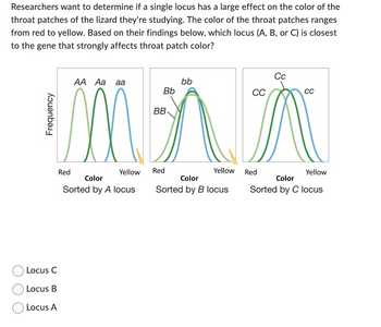 Researchers want to determine if a single locus has a large effect on the color of the
throat patches of the lizard they're studying. The color of the throat patches ranges
from red to yellow. Based on their findings below, which locus (A, B, or C) is closest
to the gene that strongly affects throat patch color?
Frequency
Cc
AA Aa aa
bb
Bb
CC
CC
BB
M^ λ
Yellow
Red
Yellow Red
Locus C
Locus B
Locus A
Red
Color
Sorted by A locus
Color
Sorted by B locus
Yellow
Color
Sorted by C locus