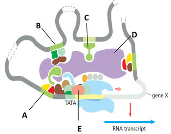 A
B
C
Si
TATA
E
D
RNA transcript
gene X