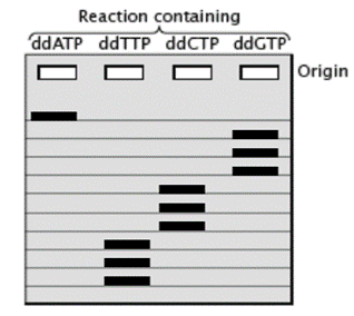 Reaction containing
ddATP ddTTP ddCTP ddGTP
Origin