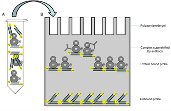 **Transcription and Explanation for an Educational Website**

**Title: Understanding Gel Electrophoresis in Protein-DNA Interactions**

**Diagram Explanation:**

The image illustrates the process of gel electrophoresis used to study protein-DNA interactions, particularly focusing on the binding of transcription factors (TF) to DNA probes. The diagram is divided into two main parts:

**A: Mixture Preparation**
- This section shows a test tube containing a mixture of DNA probes and transcription factors (TF). 
- The DNA probes are represented as elongated rectangles, some of which have transcription factors bound to them. 
- The free probes are depicted as having no transcription factor attached. 

**B: Gel Electrophoresis Process**
- The polyacrylamide gel is used to separate different complexes based on size and charge.
- The gel contains several wells (topmost) where the prepared samples are loaded.
- As the samples migrate through the gel:

  1. **Complex Supershifted By Antibody:**
     - These are shown as the slowest migrating bands in the gel.
     - They consist of DNA probes bound to transcription factors, which are further bound by specific antibodies, increasing the molecular weight and causing a supershift.
  
  2. **Protein Bound Probe:**
     - This section shows DNA probes bound to transcription factors.
     - These complexes migrate more slowly than unbound probes but faster than complex supershifted by antibody.
  
  3. **Unbound Probe:**
     - Represented at the bottom, these probes migrate the fastest through the gel.
     - They indicate the portion of DNA probes that are not bound by any transcription factor.

**Conclusion:**
This diagram provides a visual representation of how gel electrophoresis can be used to analyze the binding interactions between proteins (such as transcription factors) and DNA. By comparing the migration patterns of different complexes, researchers can infer the presence and strength of protein-DNA interactions.