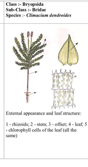 Answered: Class: Bryopsida Sub-Class - Bridae… | bartleby