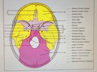 Anterior Clinoid Process
Anterior Cranial Fossa
10
Carotid Canal
Cribriform Plate
Crista Galli
11
Dorsum Sella
12
Ethmoid
Foramen Lacerum
13
16
14
Foramen Magnum
15
7.
Foramen Ovale
17
8.
Hypoglossal Canal
18
Hypophyseal Fossa
19
Internal Acoustic Meatus
Jugular Foramen
Optic Foramina
Petrous Portion of Temporal
20
Posterior Clinoid Process
Posterior Cranial Fossa
Sella Turcica
Squamous Portion of Temporal
4.
