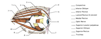 ### Anatomy of the Human Eye Muscles

This detailed diagram illustrates the various muscles and structures surrounding the human eye. Each component is labeled to highlight its function and anatomical position.

1. **Conjunctiva**: A thin, protective mucous membrane lining the eyelids and covering the white part of the eyeball.

2. **Inferior Oblique**: A muscle responsible for moving the eye upward and outward.

3. **Inferior Rectus**: A muscle that helps move the eye downward.

4. **Lateral Rectus (2 places)**: This muscle is crucial for moving the eye outward, away from the nose.

5. **Medial Rectus**: This muscle allows the eye to move inward, towards the nose.

6. **Optic Nerve**: The nerve that transmits visual information from the retina to the brain.

7. **Superior Levator Palpebrae**: This muscle elevates the upper eyelid.

8. **Superior Oblique**: A muscle that primarily moves the eye downward and laterally.

9. **Superior Rectus**: Responsible for moving the eye upward.

10. **Trochlea**: A cartilaginous structure that acts as a pulley for the superior oblique muscle.

These muscles work together to facilitate a wide range of eye movements, ensuring comprehensive visual field coverage and allowing the eyes to track and focus on objects in the environment. Understanding the arrangement and function of these muscles is critical for fields such as ophthalmology and neurology.