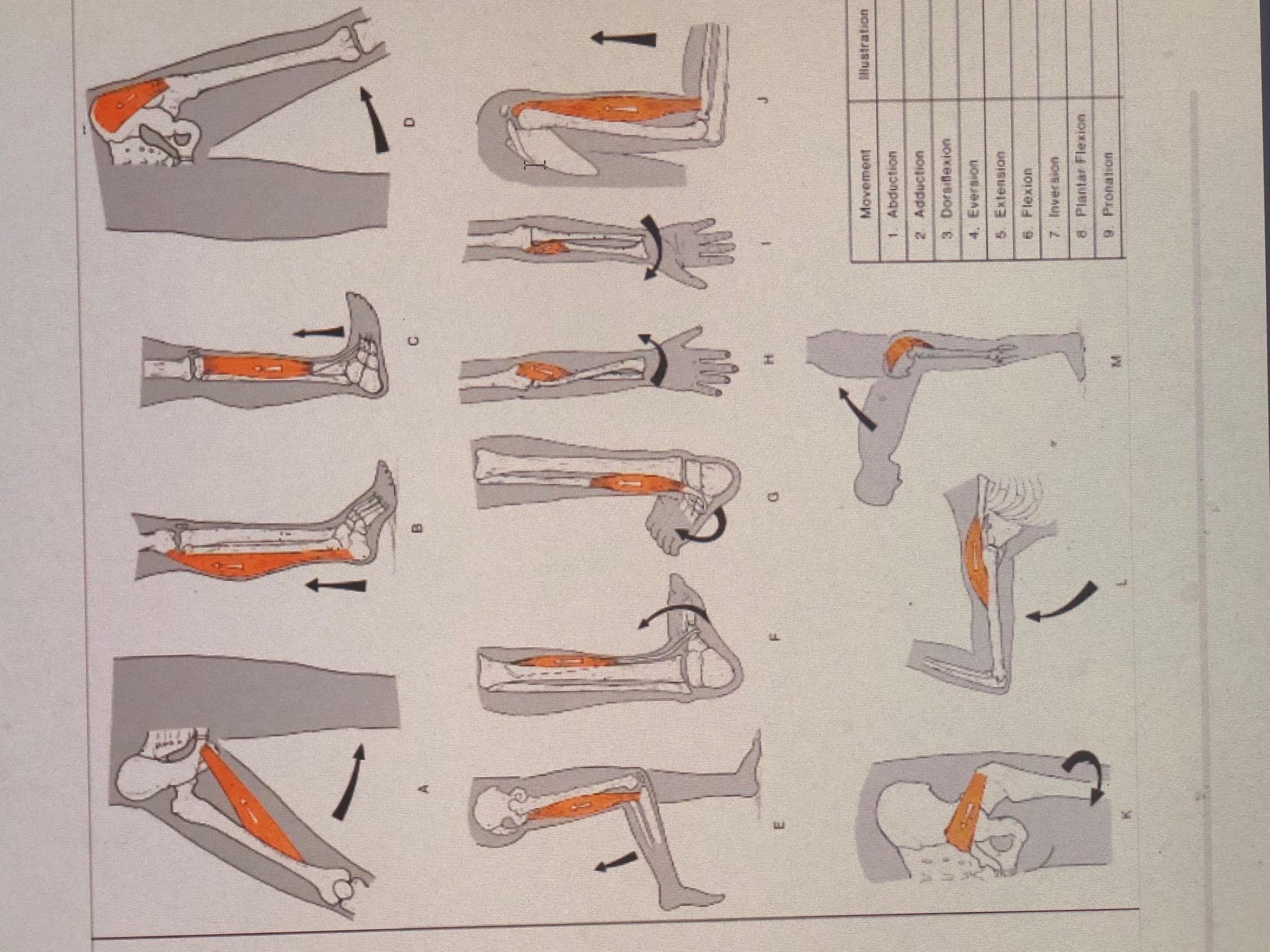 C.
B.
H.
Movement
llustration
1 Abduction
2 Adduction
3. Dorsiflexion
4. Eversion
5 Extension
6. Flexion
7 Inversion
8 Plantar Flexion
9 Pronation
