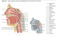 Answered: Figure 31.1 Upper respiratory system.… | bartleby