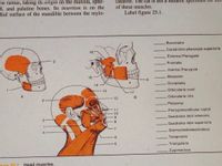 **Diagram Title: Head Muscles**

This educational diagram presents the lateral view of the head and neck muscles, with illustrative highlights of specific muscle regions. It includes two primary sections labeled as A and B. Below is the detailed transcription and explanation of the diagram:

1. **Buccinator**
2. **Constrictor pharyngis superioris**
3. **External Pterygoid**
4. **Frontalis**
5. **Internal Pterygoid**
6. **Masseter**
7. **Occipitalis**
8. **Orbicularis oculi**
9. **Orbicularis oris**
10. **Platysma**
11. **Pterygomandibular raphé**
12. **Quadratus labii inferioris**
13. **Quadratus labii superioris**
14. **Sternocleidomastoideus**
15. **Temporalis**
16. **Triangularis**
17. **Zygomaticus**

**Diagram Sections:**

- **Section A (Left View):** Depicts a side view of the skull, showing the frontal and occipital muscle regions. 
  - Numbers correlate to specific muscles and their locations on the skull, highlighting frontal, temporal, and masseter muscle regions in orange.

- **Section B (Right View):** Provides a detailed view of muscles in the face and neck.
  - Key muscles such as the zygomaticus and constrictor pharyngis superioris are highlighted, showing their anatomical position or action orientation.
  - The sternocleidomastoideus is shown extending from the skull base to the clavicular region.

**Muscle Highlights:**

- The **frontalis** and **temporalis** are significant for facial expressions and jaw movement.
- **Masseter** is essential for mastication.
- Muscles around the mouth and eyes such as the **orbicularis oculi** and **orbicularis oris** facilitate actions like blinking and puckering.

This diagram is a useful resource for understanding the anatomy and function of head and neck musculature.