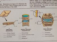 (label 6, figure 15.1), which provides a cushion
the joint. Articular cartilage (hyaline type) on
bone surfaces provide a frictionless surface adjac
to the fibrocartilage. The joints are held toger
with a fibroelastic capsule.
S.
res Illustration A in figure 15.1 illustrates the
ture of a suture. These irregular joints are seen
een the flat bones of the skull.
10
B.
SLIGHTLY MOVABLE
(Amphiarthrosis)
FREELY MOVABLE
(Diarthrosis)
IMMOVABLE
(Synarthrosis)
Periosteum
Articular Capsule
Fibrocartilage
Articular Cartilage
Fibrous Connective Tissue
Synovial Cavity
Dura Mater
Ligament
Synovial Membrane
Metaphysis
