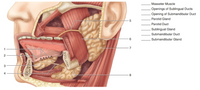 Masseter Muscle
Openings of Sublingual Ducts
Opening of Submandibular Duct
Parotid Gland
5
Parotid Duct
- Sublingual Gland
Submandibular Duct
Submandibular Gland
7
2
8
