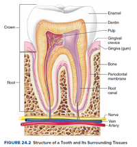 Answered: Enamel Dentin Crown Pulp - Gingival… | bartleby