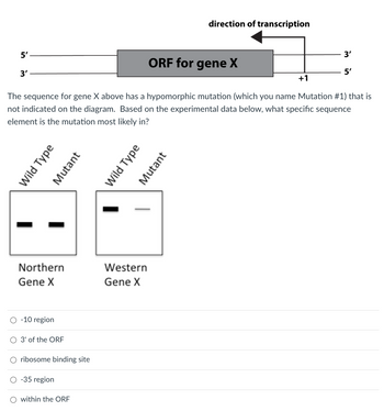 5'
3'
ORF for gene X
The sequence for gene X above has a hypomorphic mutation (which you name Mutation #1) that is
not indicated on the diagram. Based on the experimental data below, what specific sequence
element is the mutation most likely in?
Wild Type
Northern
Gene X
O -10 region
O 3' of the ORF
ribosome binding site
O -35 region
Mutant
O within the ORF
Wild Type
Western
Gene X
direction of transcription
Mutant
3'
+1
5'