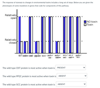 The response of stomata to changes in environmental toxins includes a long set of steps. Below you are given the
phenotypes of some mutations in genes that code for components of this pathway.
Relatively
open
|NO toxin
Тoxin
Relatively
closed
WTost++ ost- pp2c- scc- pp2c-/ pp2c-/
ost++
scc-/ scc-/ pp2c-/
pst - ost++
ost -
Sc-
The wild type OST protein is most active when toxin is
PRESENT
The wild type PP2C protein is most active when toxin is
ABSENT
The wild type SCC protein is most active when toxin is
ABSENT
