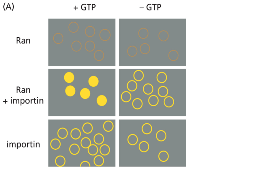 (A)
+ GTP
- GTP
Ran
Ran
importin
00
importin
