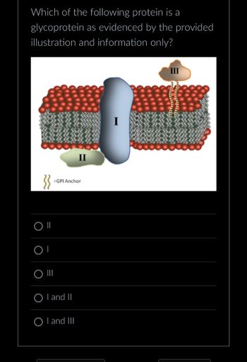 Which of the following protein is a
glycoprotein as evidenced by the provided
illustration and information only?
}}
OI
O
O III
=GPI Anchor
OI and II
II
OI and III
III